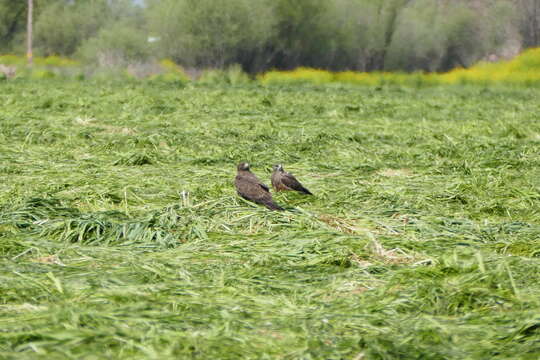 Image of Swainson's Hawk