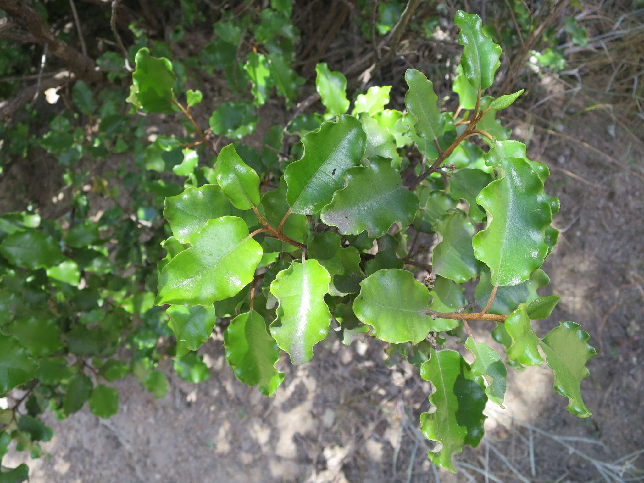 Слика од Olearia paniculata (J. R. & G. Forst.) Druce