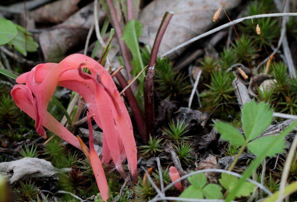 Image of Clavaria rosea Fr. 1821