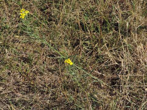 Image of Erysimum maremmanum