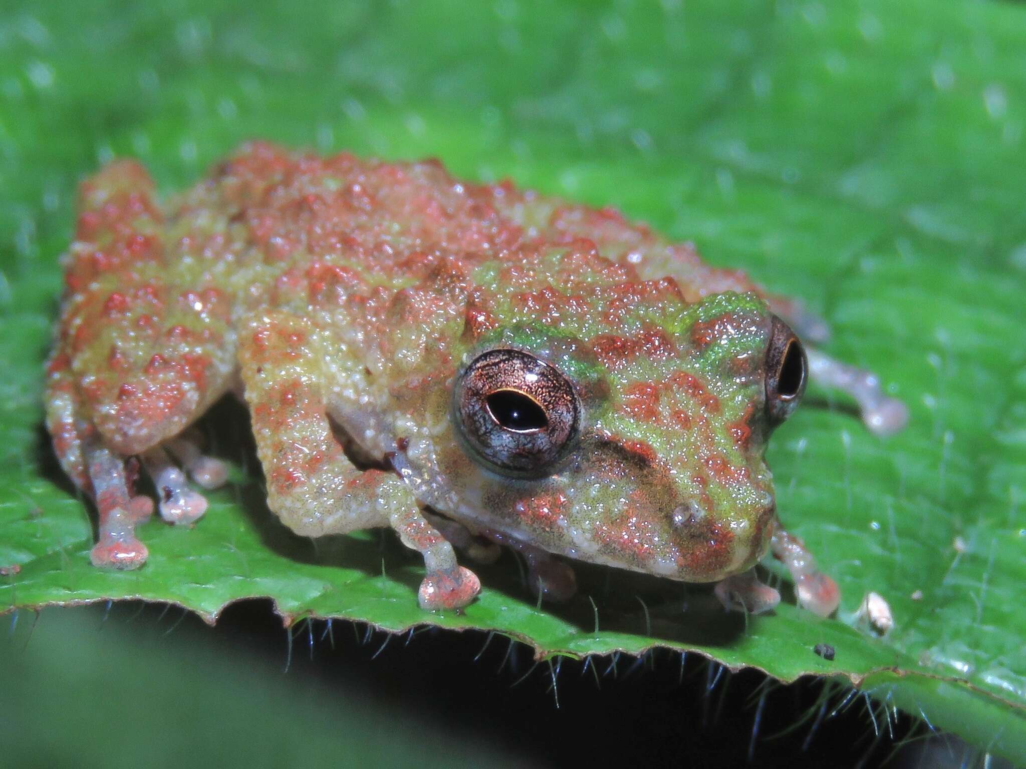 Image of Gunung Mulu Bubble-nest Frog