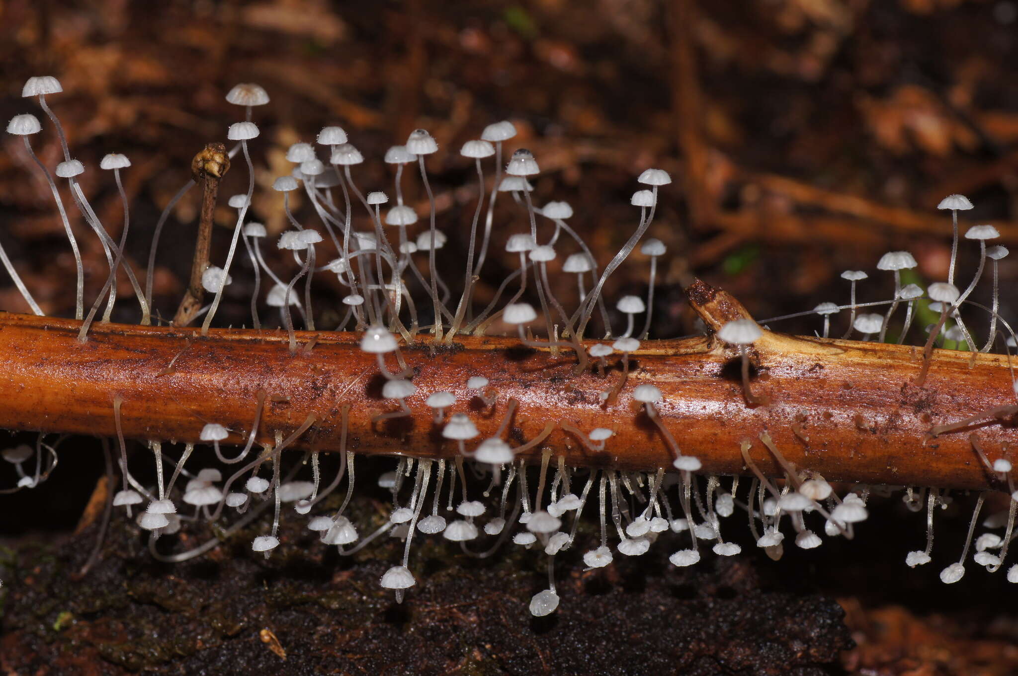 Sivun Mycena albidocapillaris Grgur. & T. W. May 1997 kuva