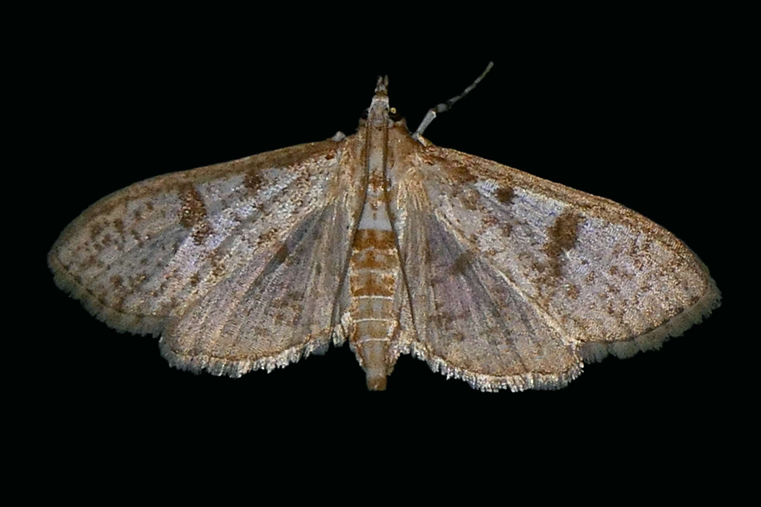 Image of Freeman's Palpita Moth