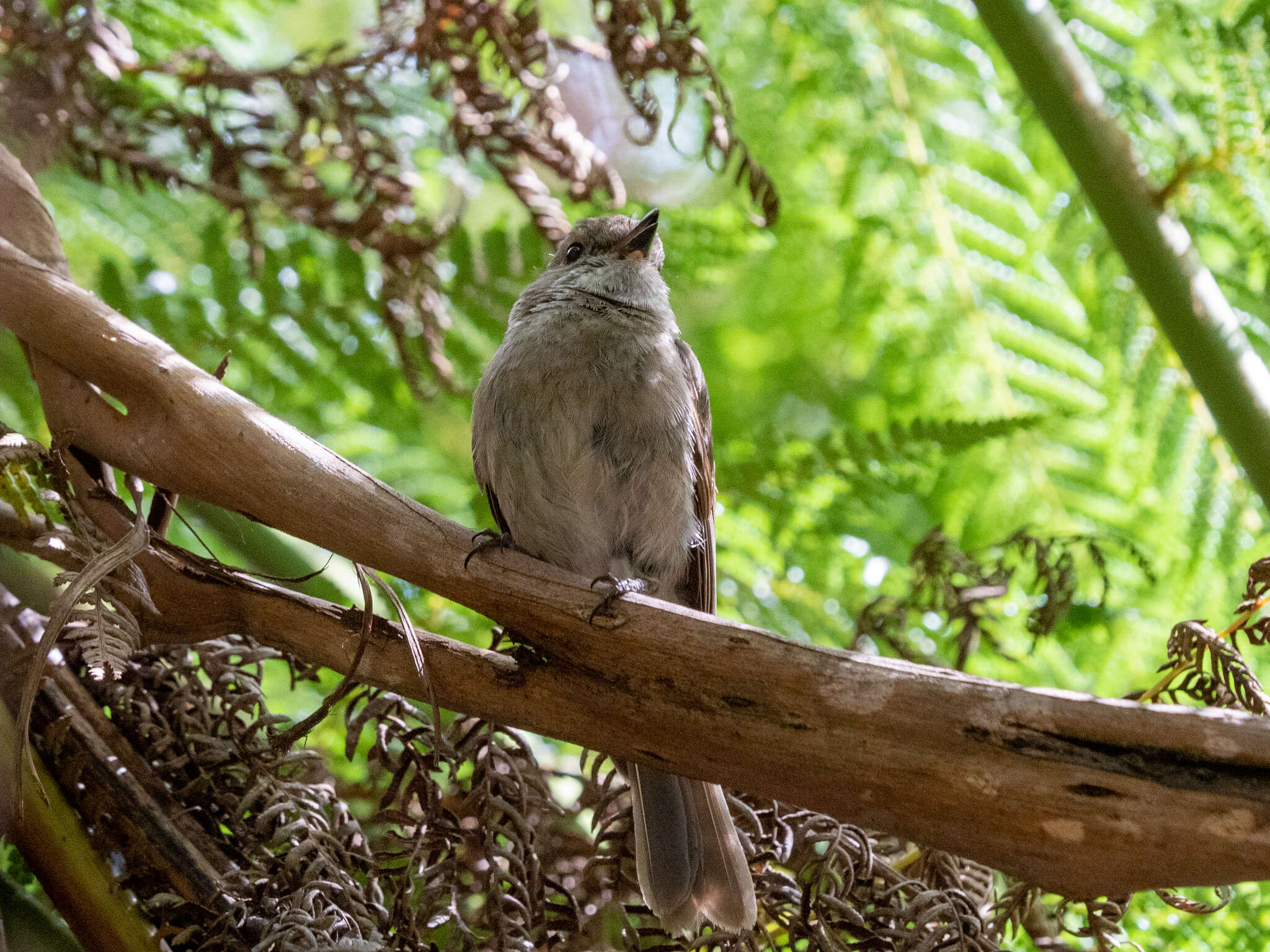 Image of Olive Whistler