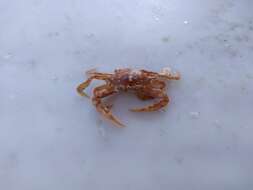 Image of sargassum crab