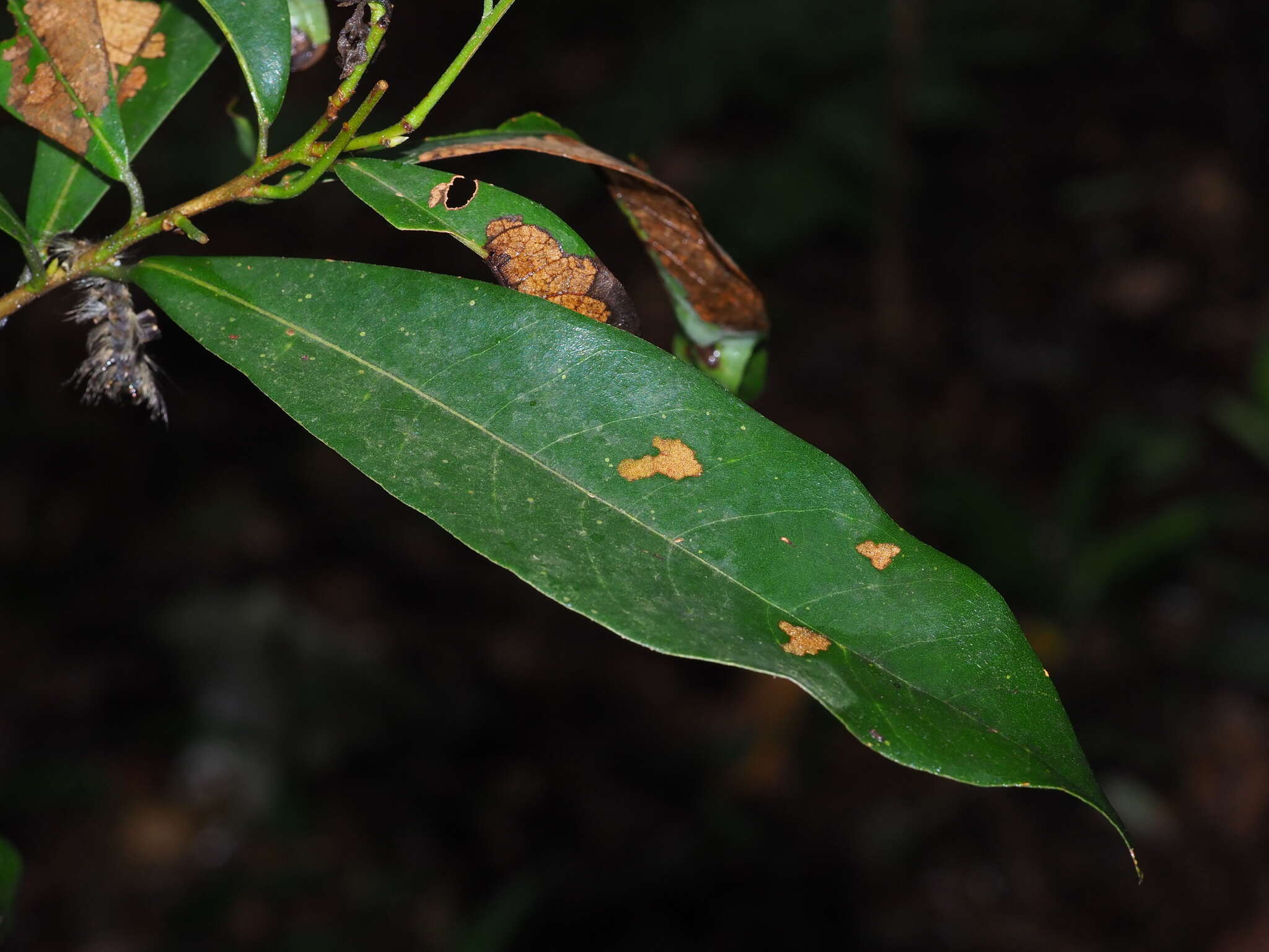 Image of Litsea hypophaea Hayata