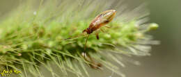 Image of Pachygrontha antennata (Uhler & P. R. 1860)