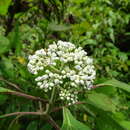 Image de Clibadium arboreum J. D. Smith.