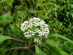 Image of Clibadium arboreum J. D. Smith.