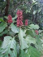 Image de Phlogacanthus curviflorus (Wall.) Nees