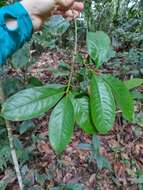 Imagem de Erythroxylum macrophyllum Cav.