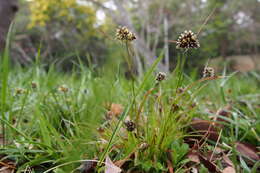 Image of Luzula capitata (Miq. ex Franch. & Sav.) Kom.