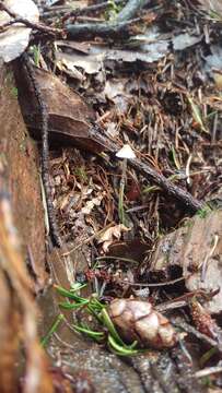 Image of Mycena amicta (Fr.) Quél. 1872