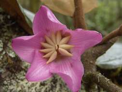 Image of Blakea rotundifolia D. Don