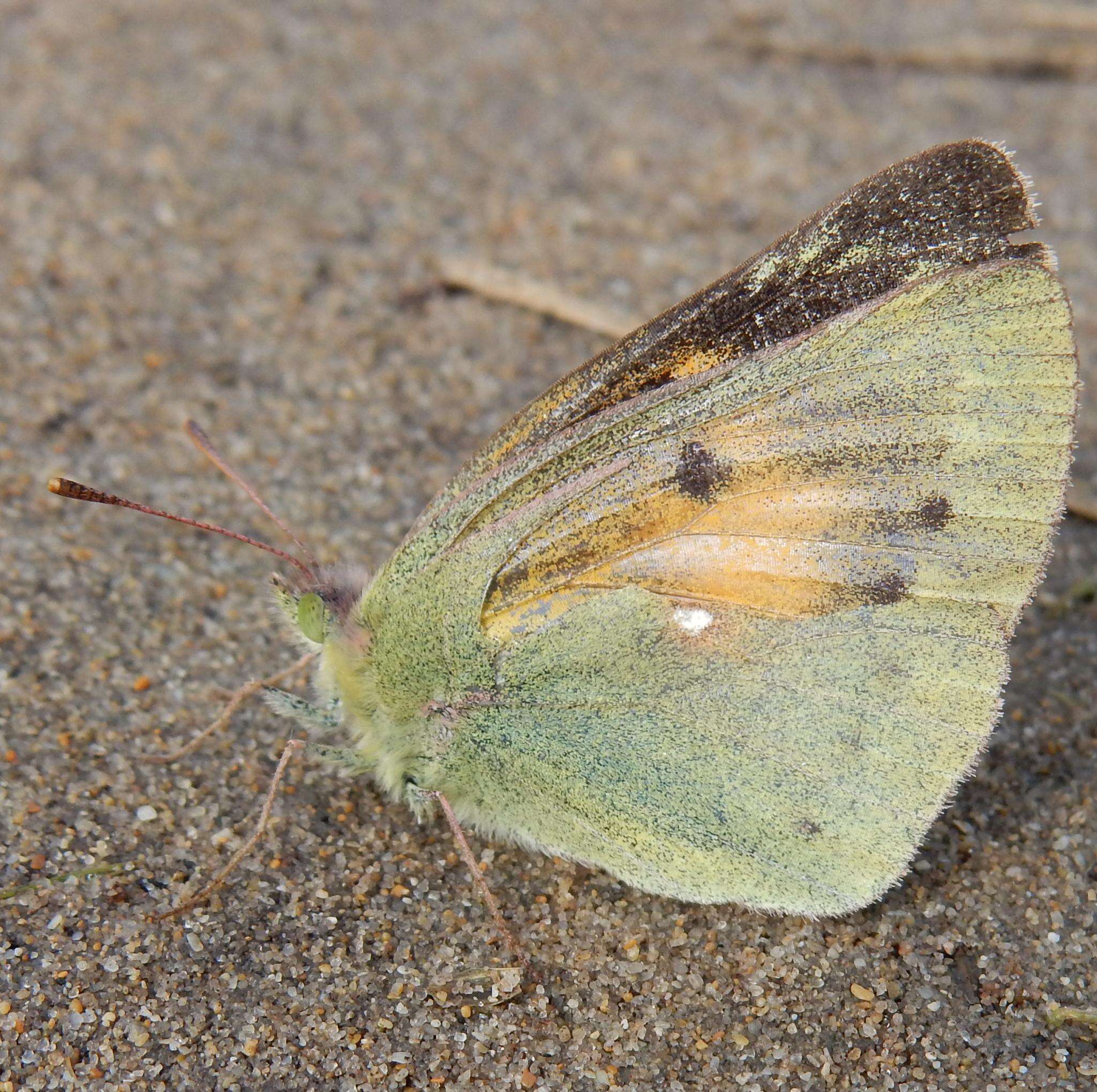 Image of <i>Colias <i>electo</i></i> electo