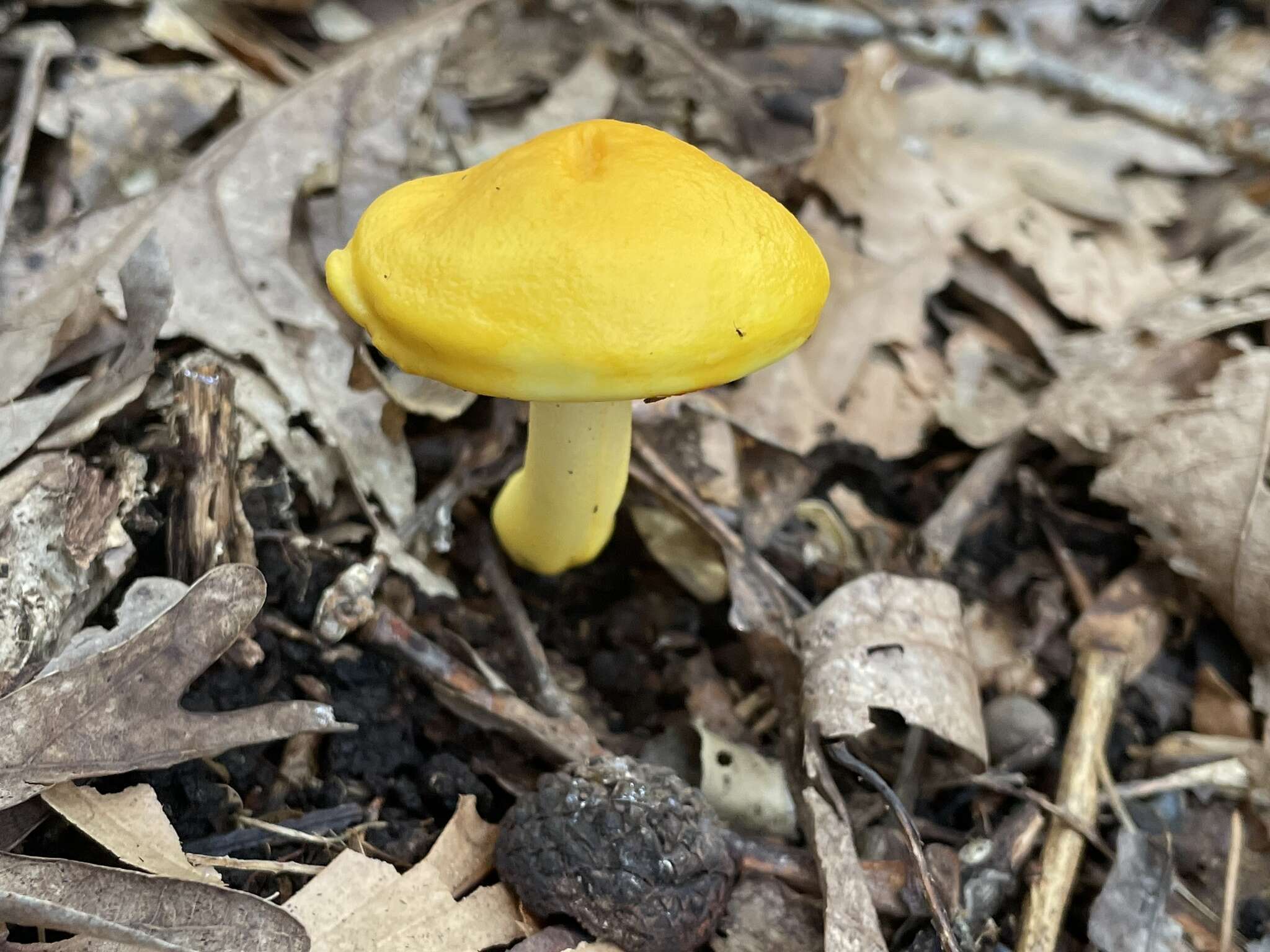 Pulveroboletus curtisii (Berk.) Singer 1947的图像