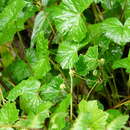 Image de Hydrocotyle grossulariifolia Rusby