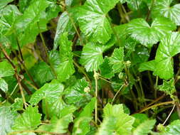 Image of Hydrocotyle grossulariifolia Rusby