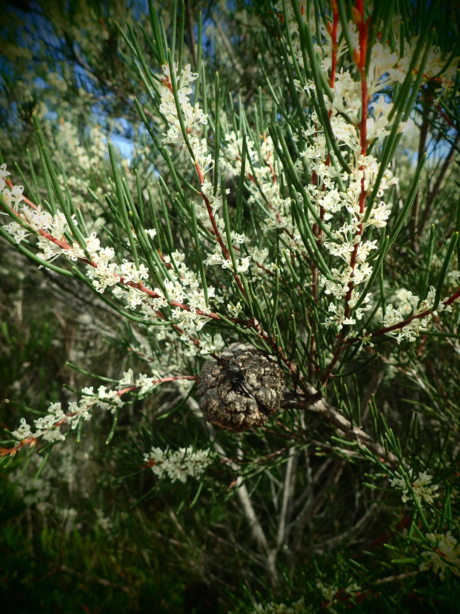 Imagem de Hakea propinqua A. Cunn.