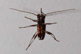Image of Coptocercus multitrichus Wang 1995