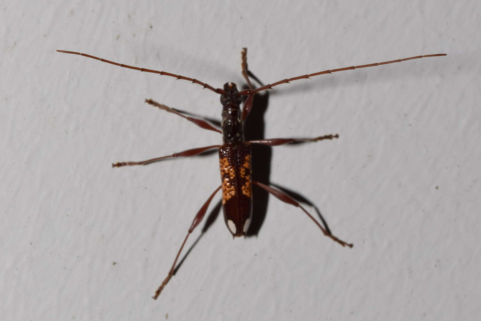 Image of Coptocercus multitrichus Wang 1995