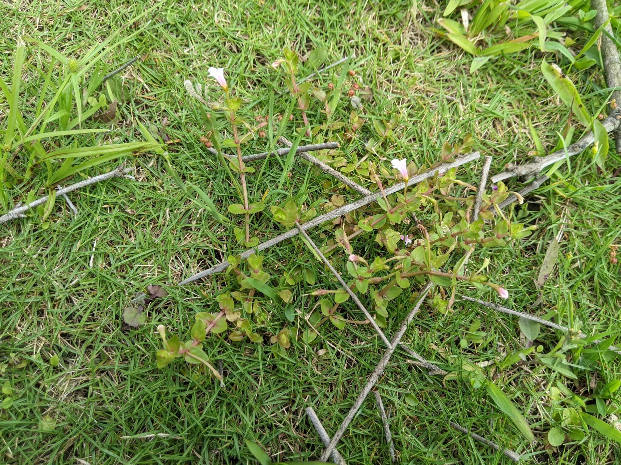 Image of <i>Torenia anagallis</i>