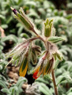 Imagem de Onosma frutescens Lam.