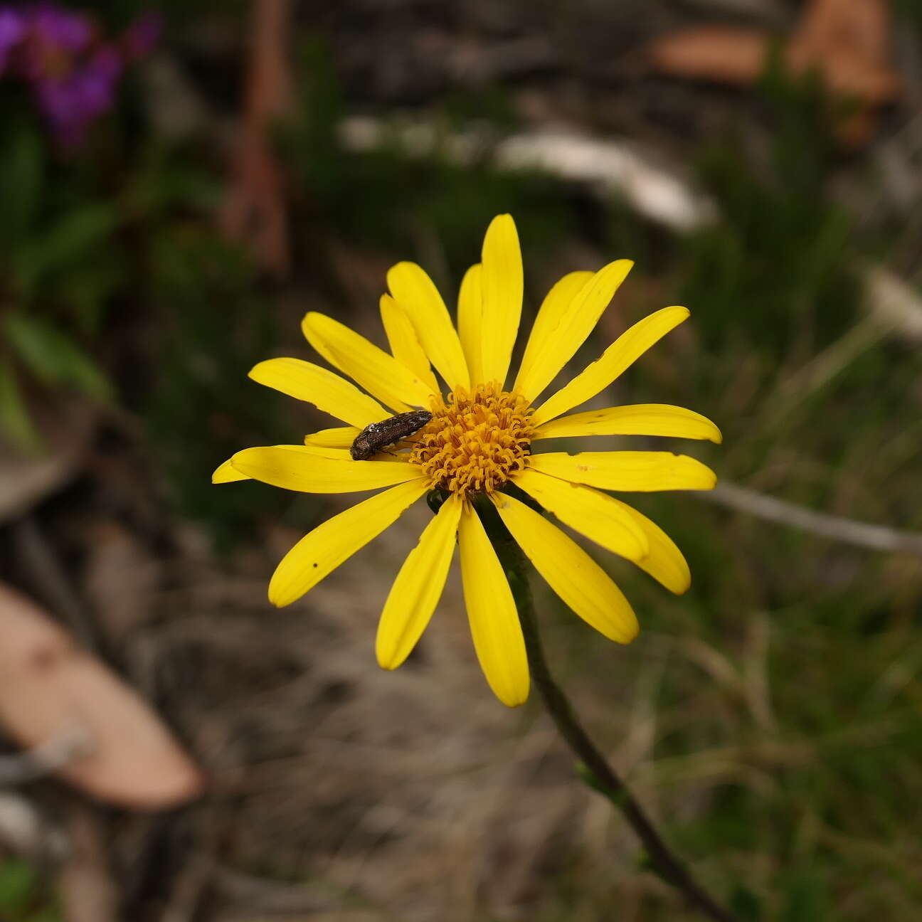 Image of Scapisenecio pectinatus var. major (F. Muell. ex Belcher) Schmidt-Leb.