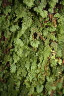 Image de Hymenophyllum rarum R. Br.