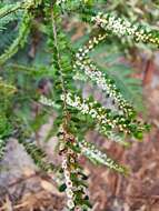 Thryptomene micrantha Hook. fil.的圖片