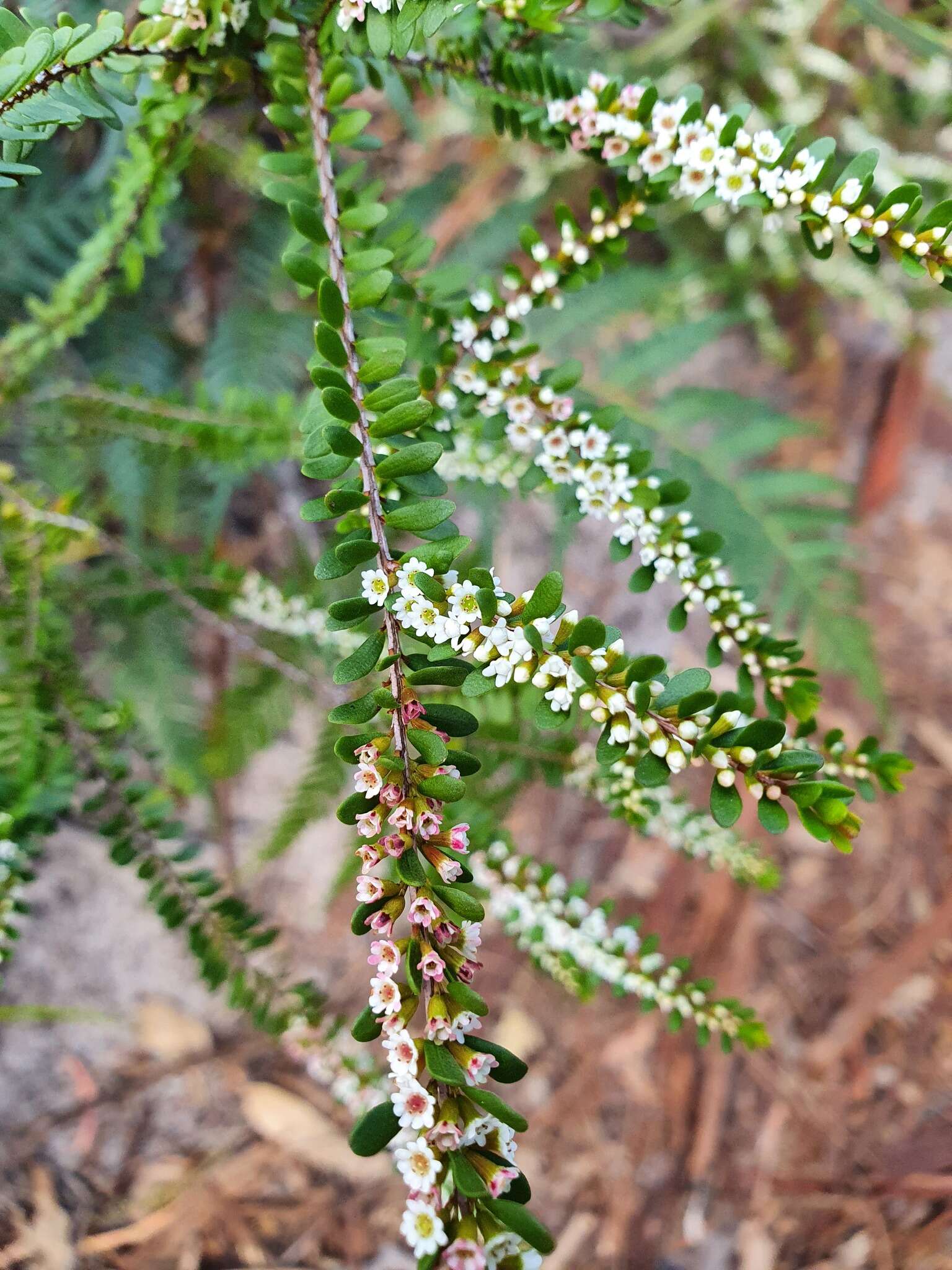 Thryptomene micrantha Hook. fil. resmi