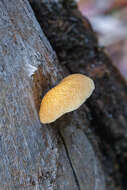 Image of Crepidotus eucalyptorum Cleland 1924