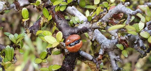 صورة Pittosporum rigidum Hook. fil.