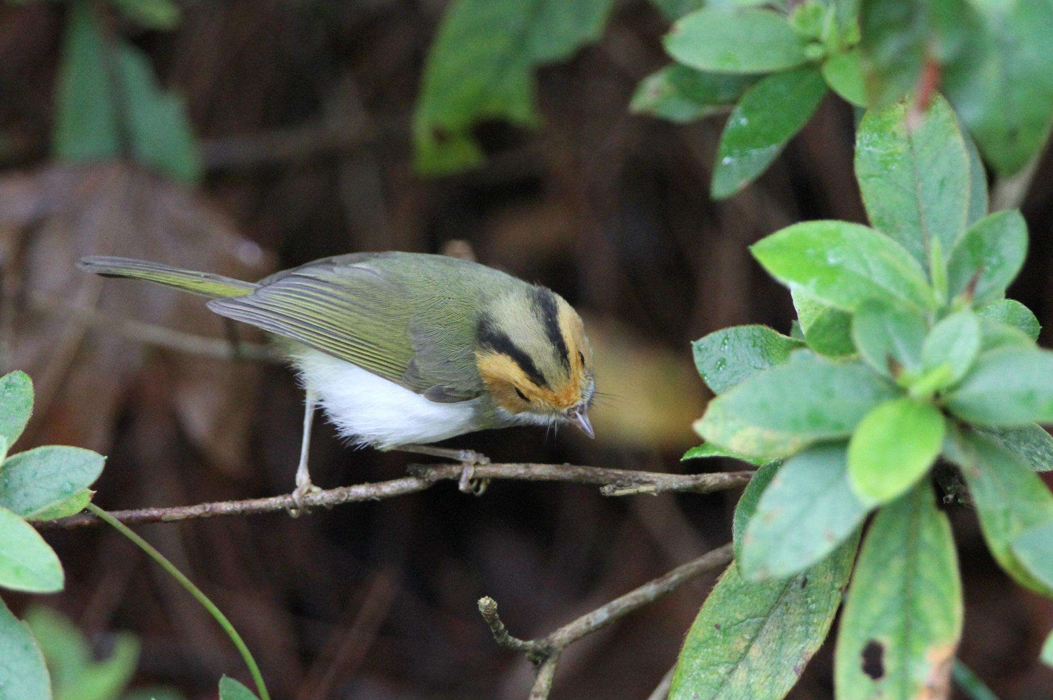 Image of Rufous-faced Warbler