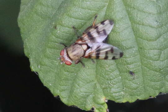 Image of Picture-winged fly