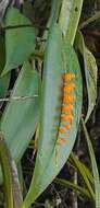 Imagem de Pleurothallis truncata Lindl.