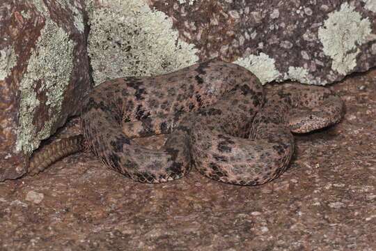 Crotalus lepidus lepidus (Kennicott 1861) resmi