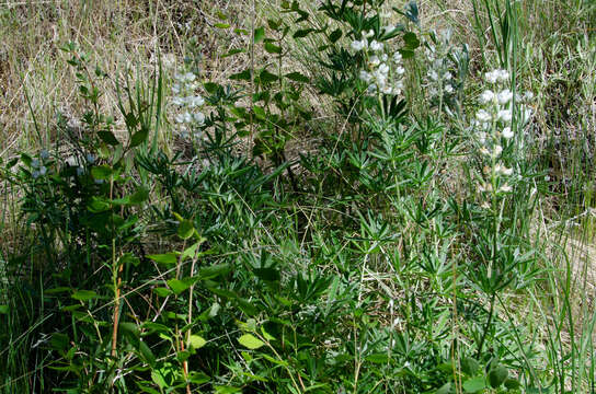 Image of sulphur lupine