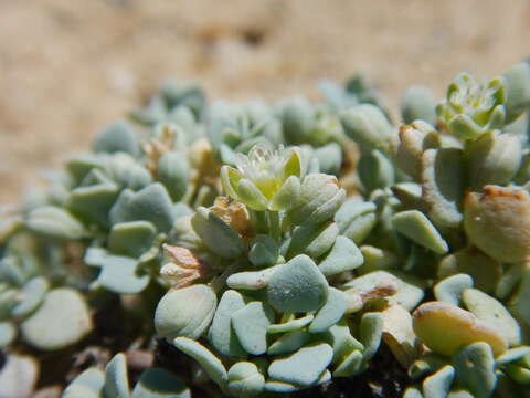 Image of Drymaria holosteoides var. crassifolia (Benth.) J. R. Duke