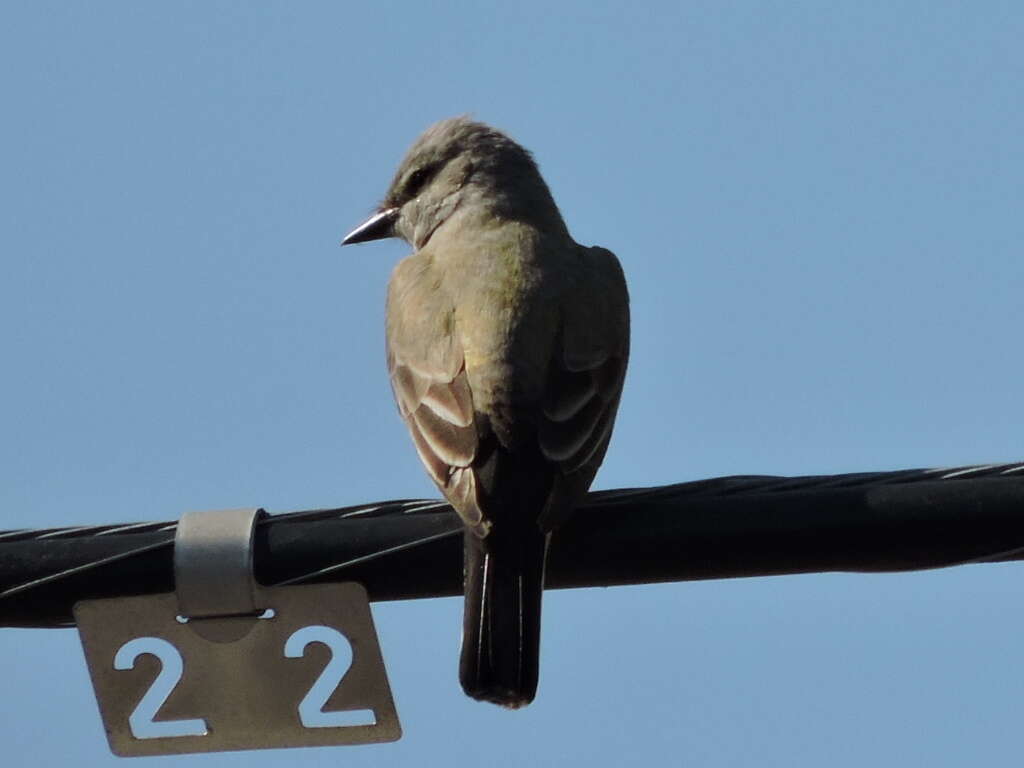 Image of Western Kingbird