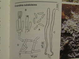 Image of Hyphodontia subalutacea (P. Karst.) J. Erikss. 1958