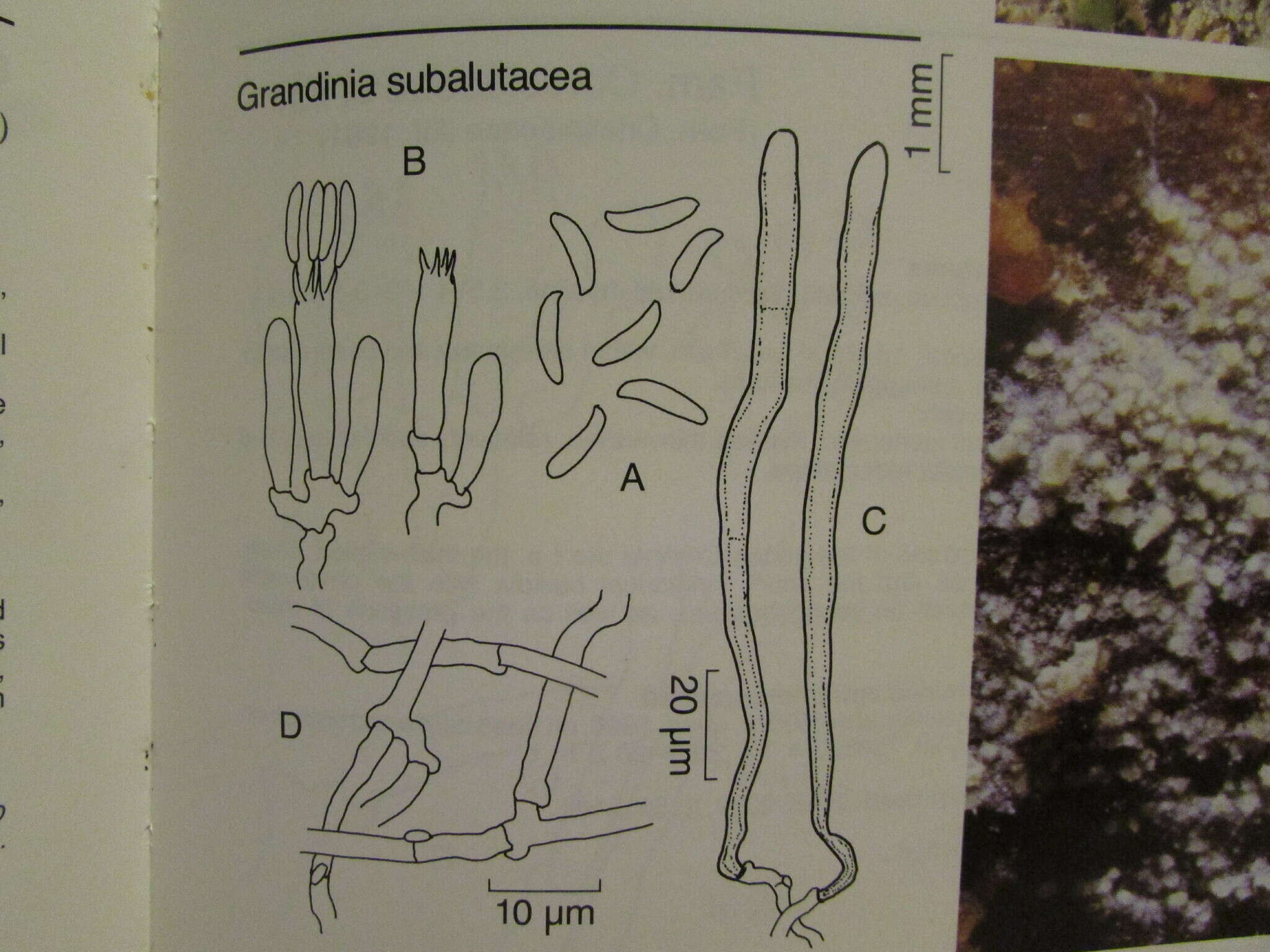 Image of Hyphodontia subalutacea (P. Karst.) J. Erikss. 1958