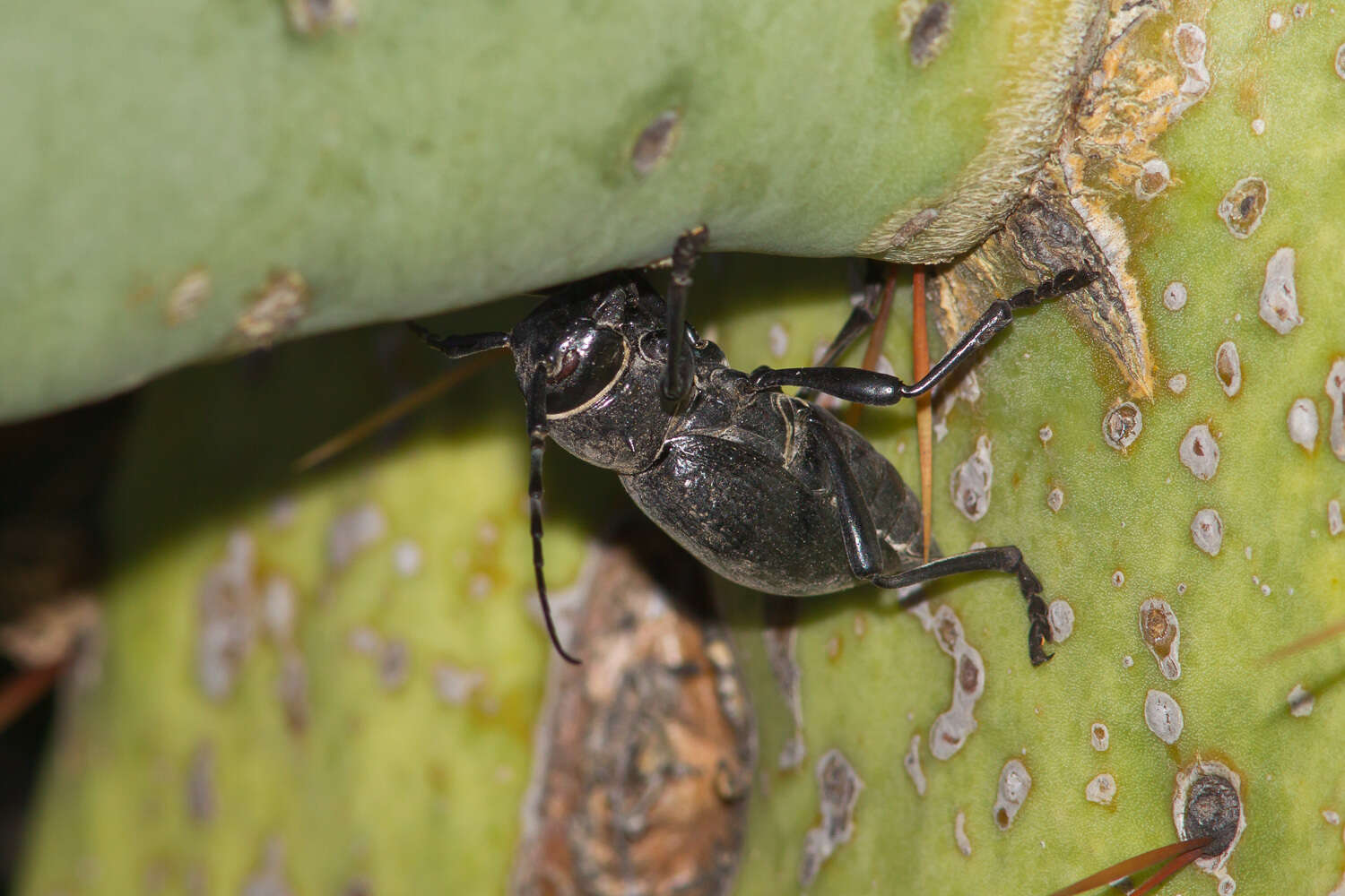 Image of Long-horned beetle