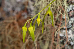 Image of Pineapple orchid