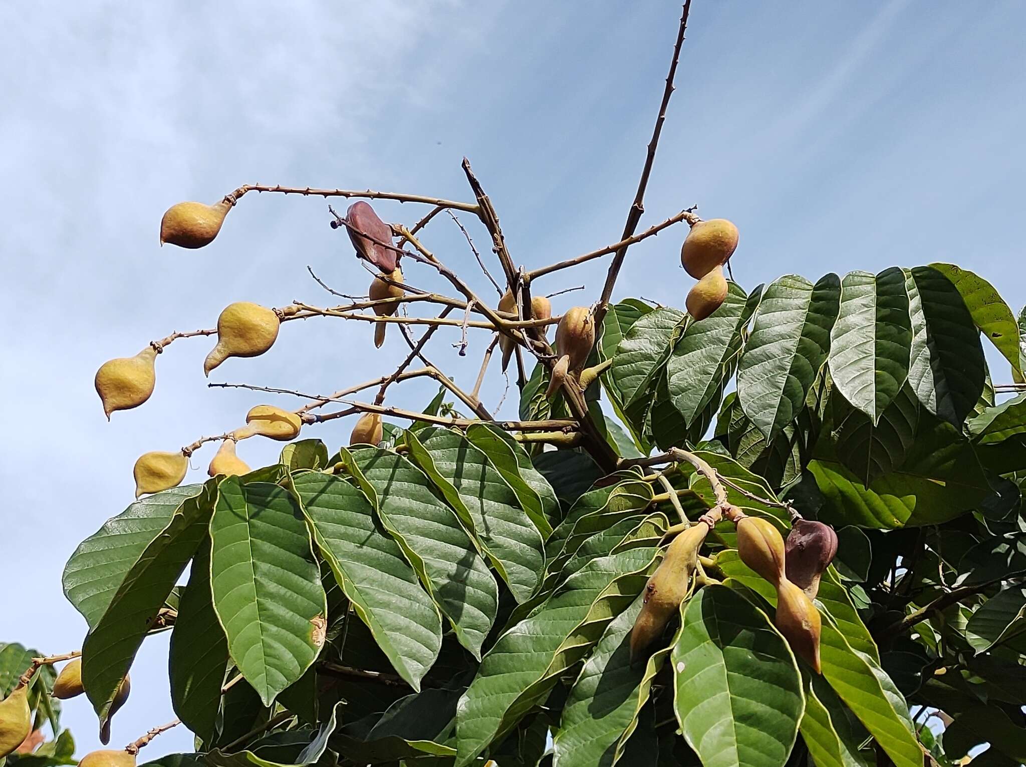 Image of Ormosia arborea (Vell.) Harms