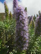 Echium hierrense Webb ex C. Bolle的圖片