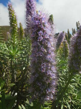 Image of Echium hierrense Webb ex C. Bolle