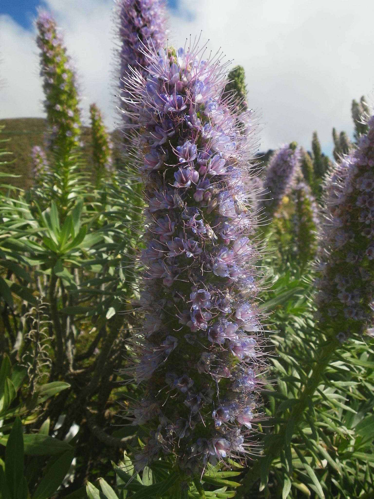 Image of Echium hierrense Webb ex C. Bolle