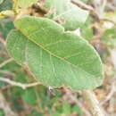 Image of Solanum gardneri Sendtn.