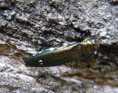 Image of Oak Splendor Beetle